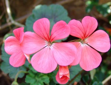 شمعدانی پیچ